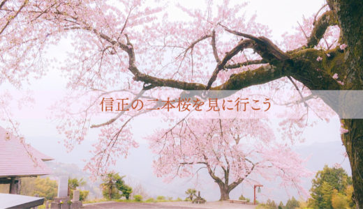 日常の風景の中で　「信正の二本桜を見に行こう」