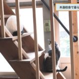 （取材日：１１月１０日　取材地：池田町西山）