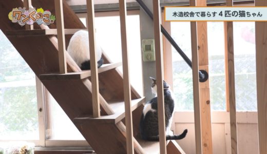 下のソーシャルリンクからフォロー