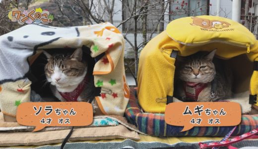 下のソーシャルリンクからフォロー